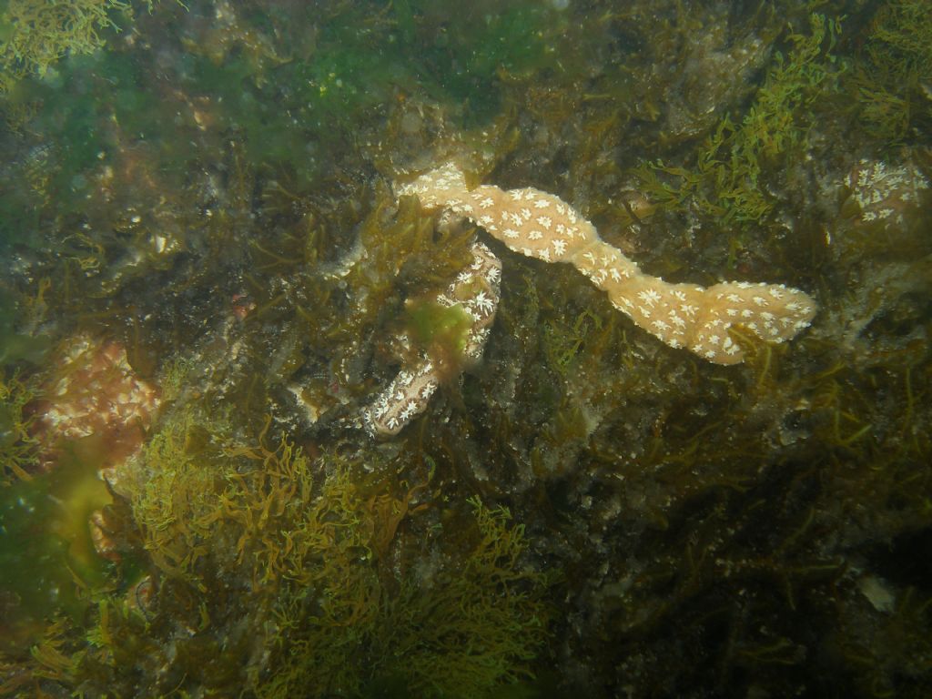 Identificazione (Tunicata?)