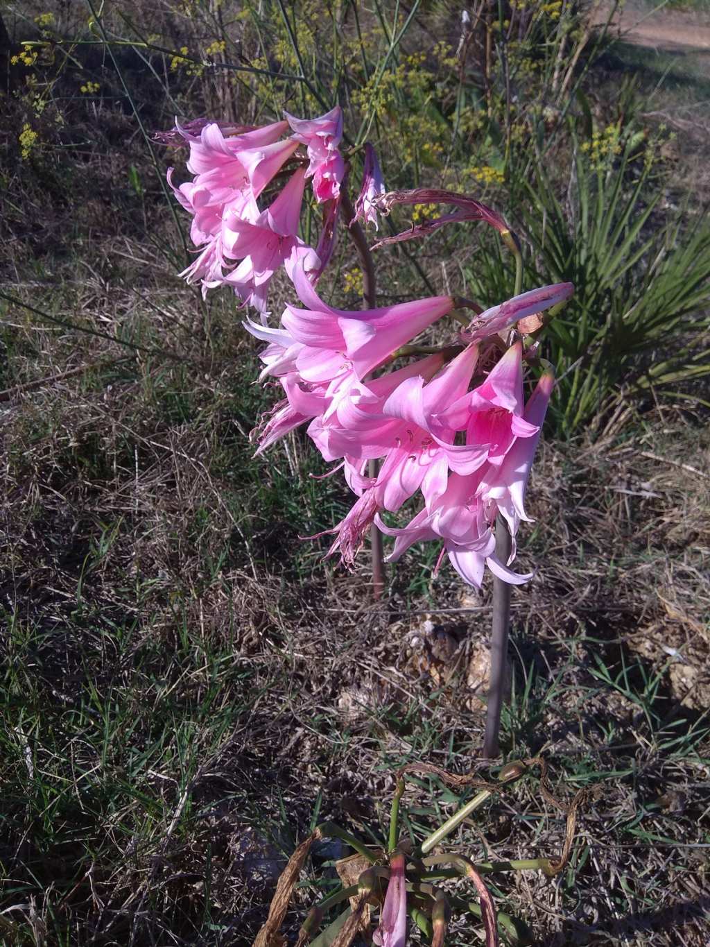 Amaryllis belladonna / Amarillide d''estate