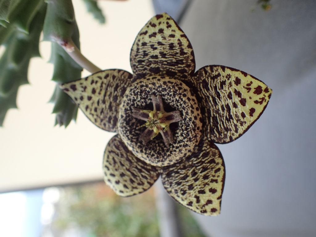 Stapelia variegata (Apocynaceae)