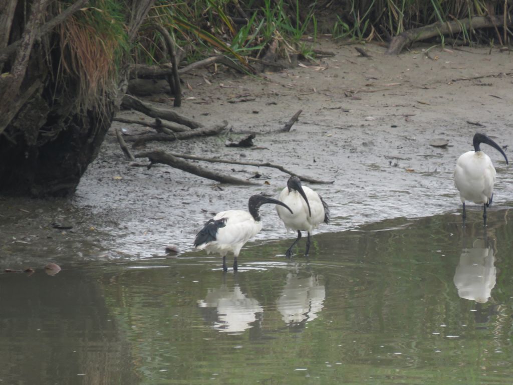 Ibis Sacro (Threskiornis aethiopicus)