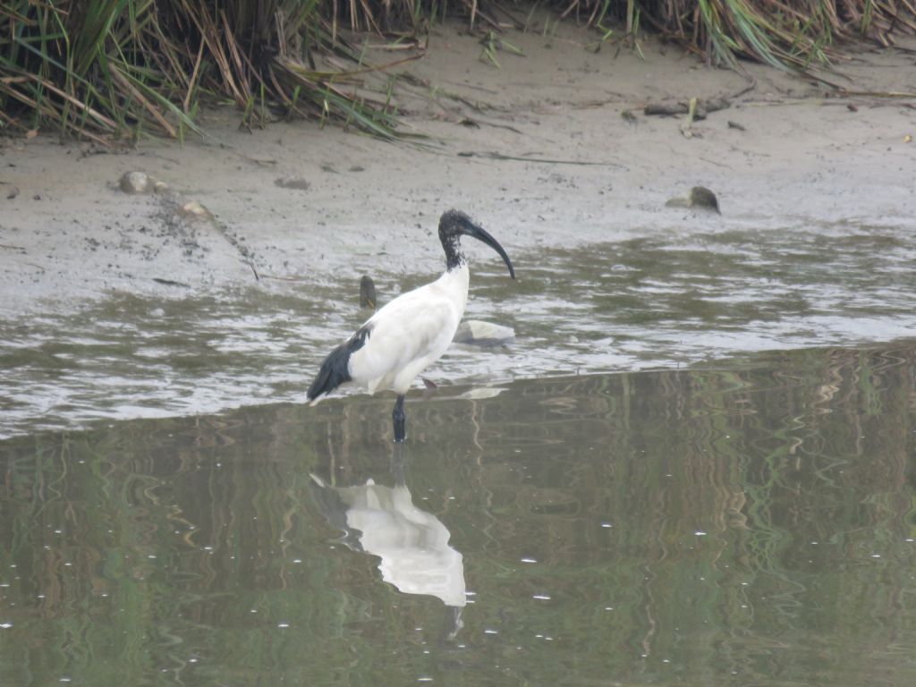 Ibis Sacro (Threskiornis aethiopicus)