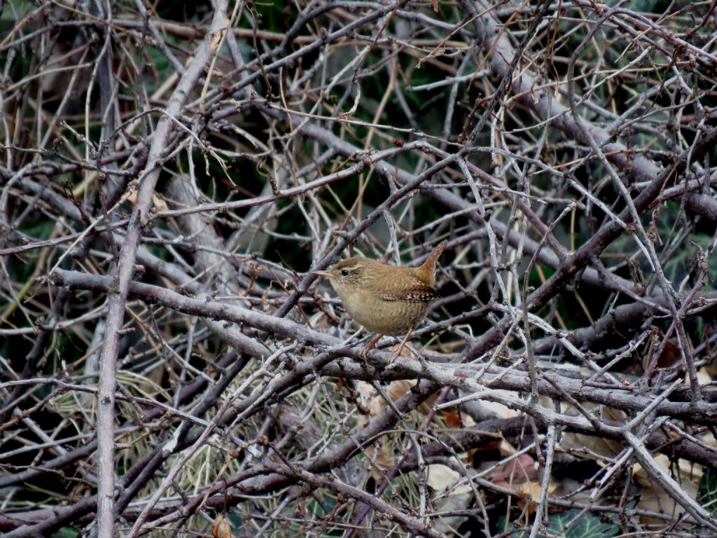 Scricciolo (Troglodytes troglodytes)