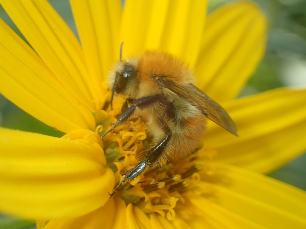 Apidae: Bombus (Thoracobombus) sp.