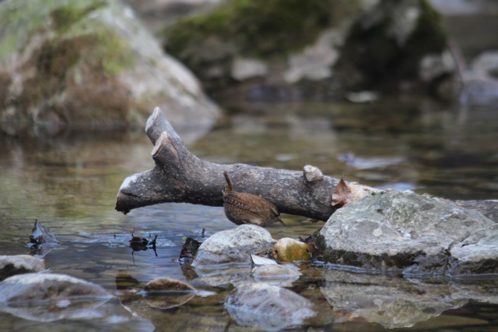 Scricciolo comune (Troglodytes troglodytes)