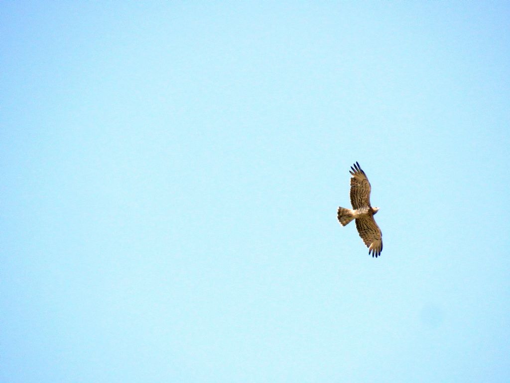 Identificazione: Biancone (Circaetus gallicus)