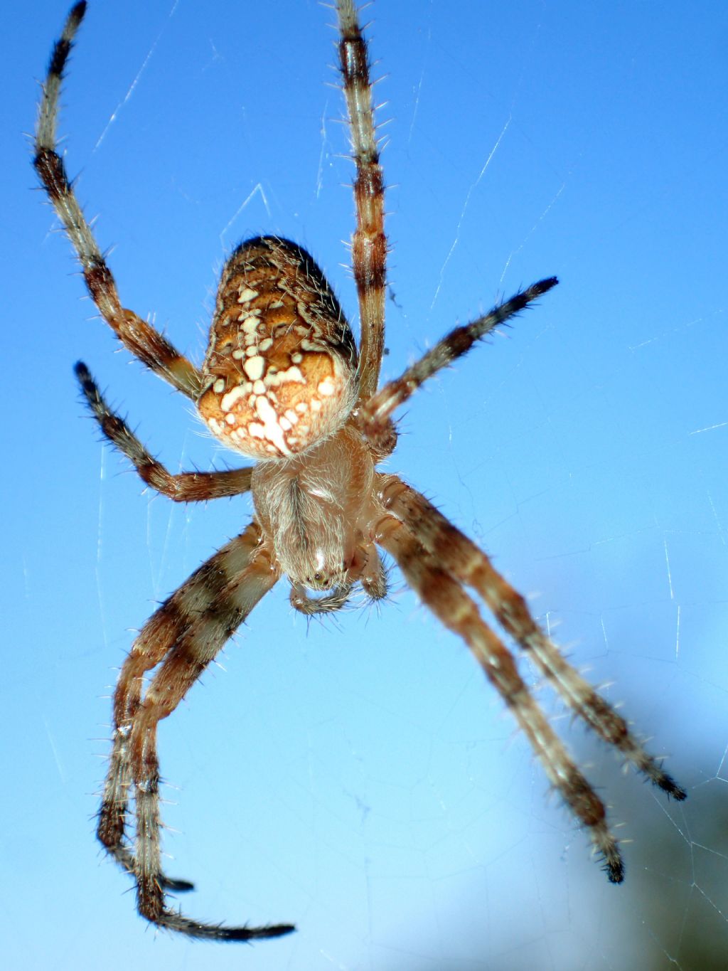 Araneus diadematus - Isola d''Elba (LI)