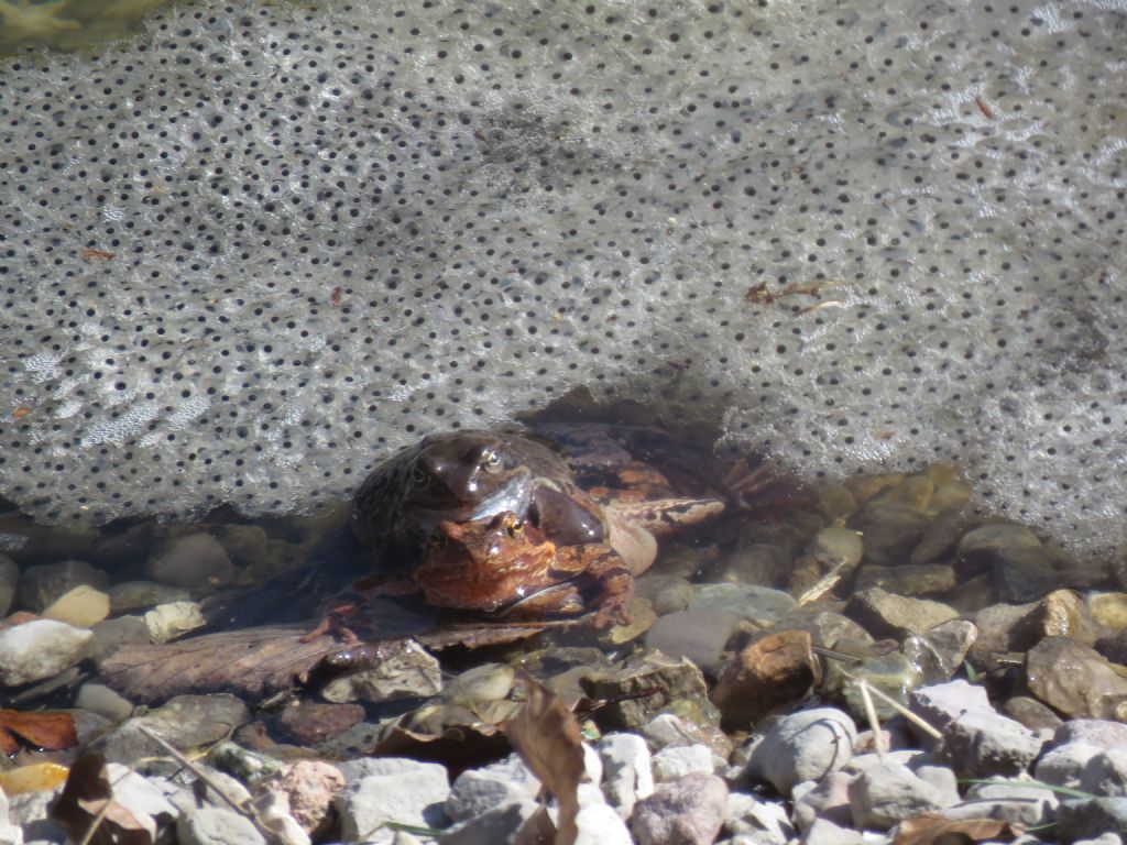 identificazione - Rana temporaria