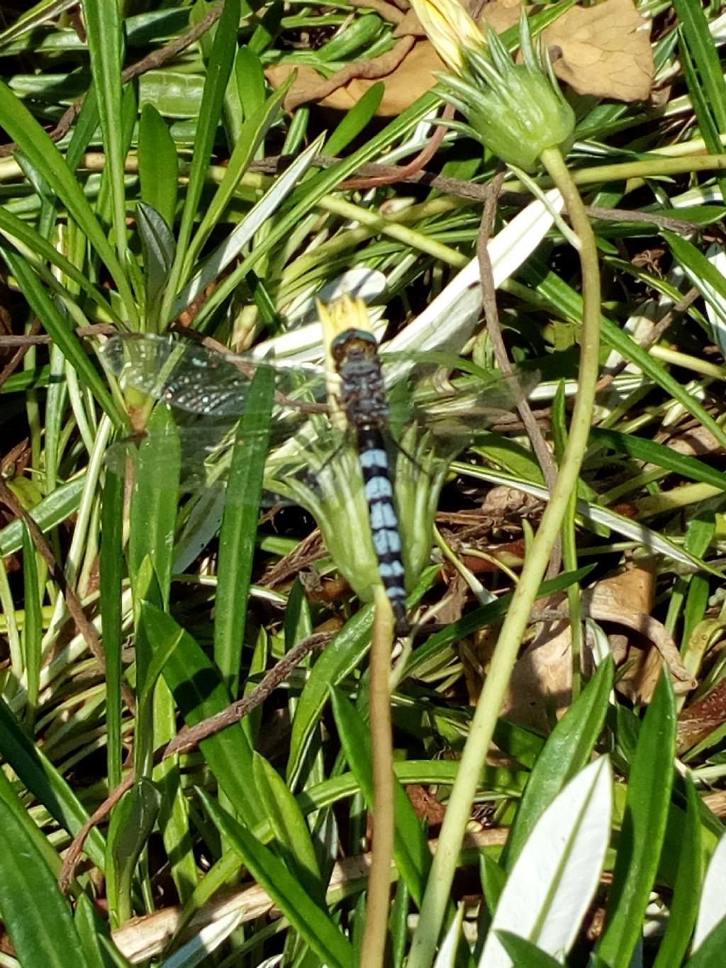 Riconoscimento: Orthetrum coerulescens anomalo, forse malato