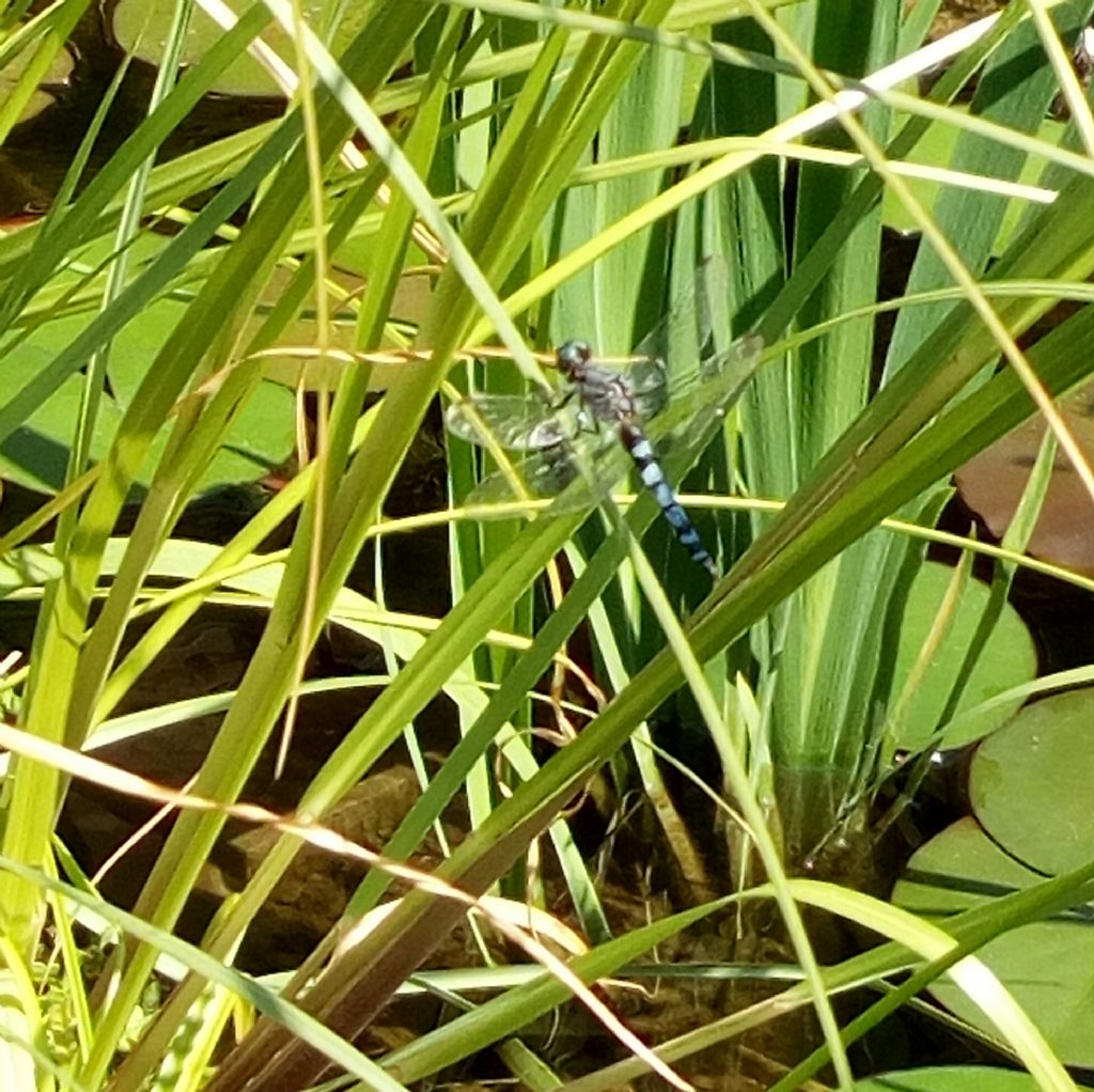 Riconoscimento: Orthetrum coerulescens anomalo, forse malato