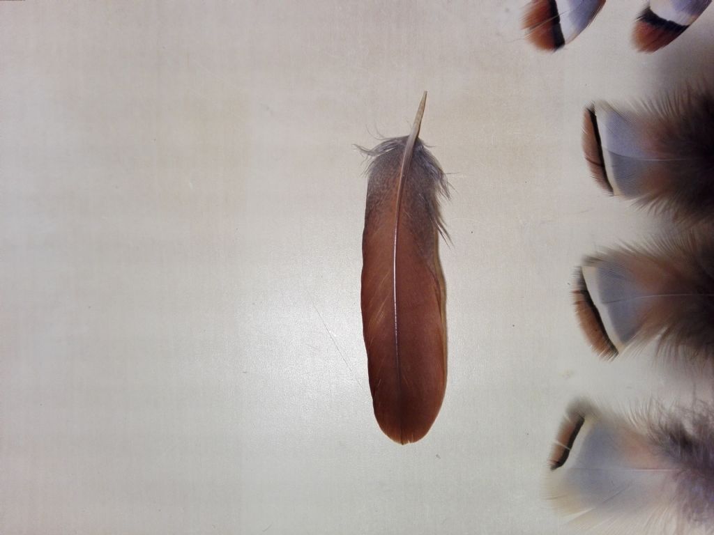 Conferma ritrovamento penna e piume