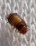 Simpatici animaletti tra le lenzuola: larve di Dermestidae