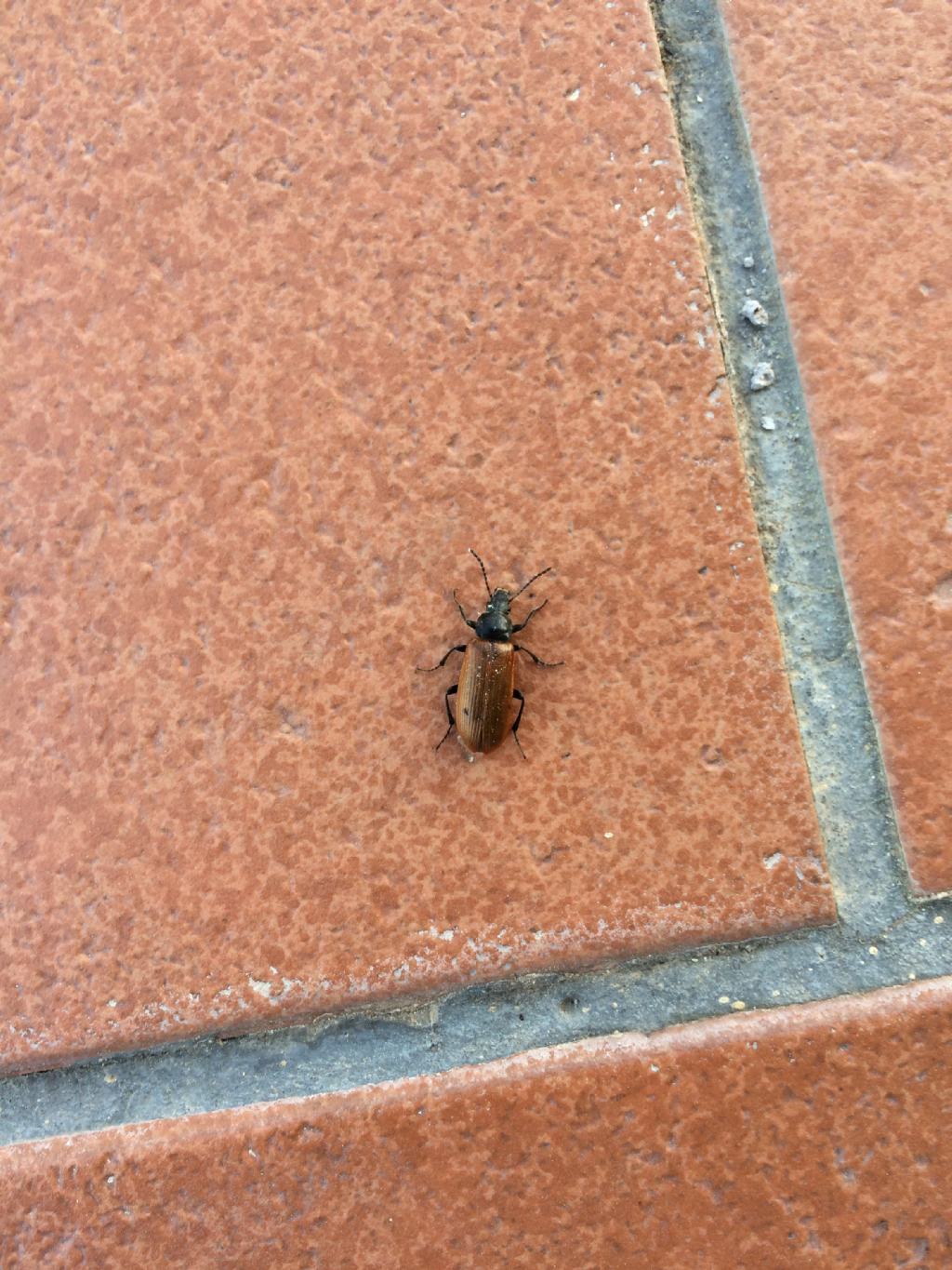 Tenebrionidae Alleculinae: femmina di Megischia curvipes