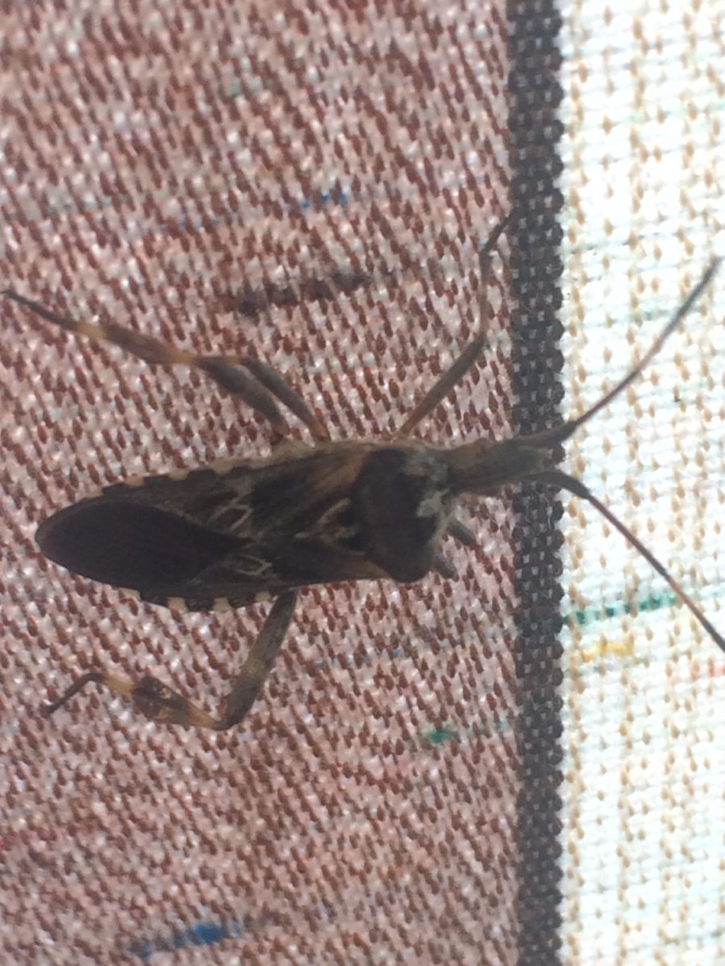 Coreidae: Leptoglossus occidentalis