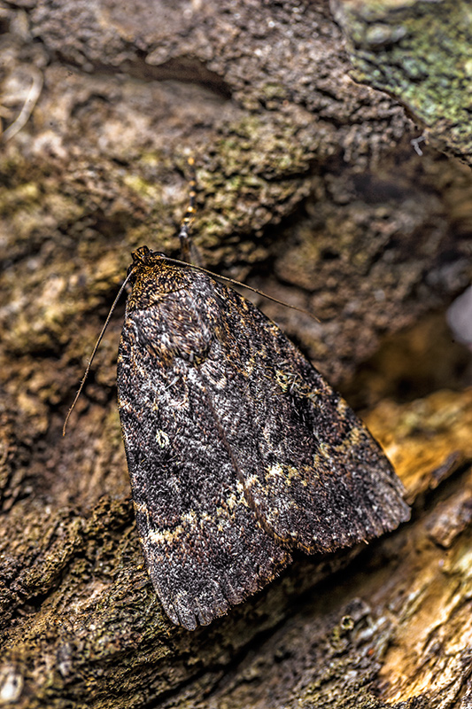 Macro sul muso di Amphipyra pyramidea