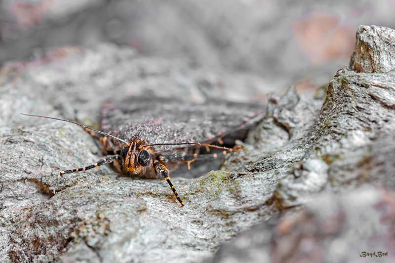 Macro sul muso di Amphipyra pyramidea