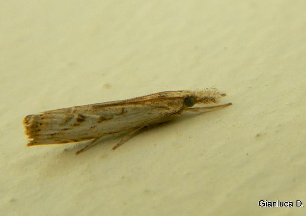 Agriphila ?