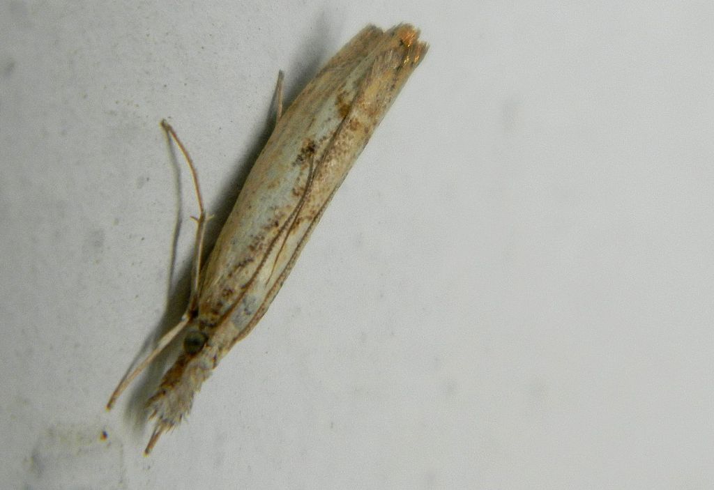 Agriphila ?