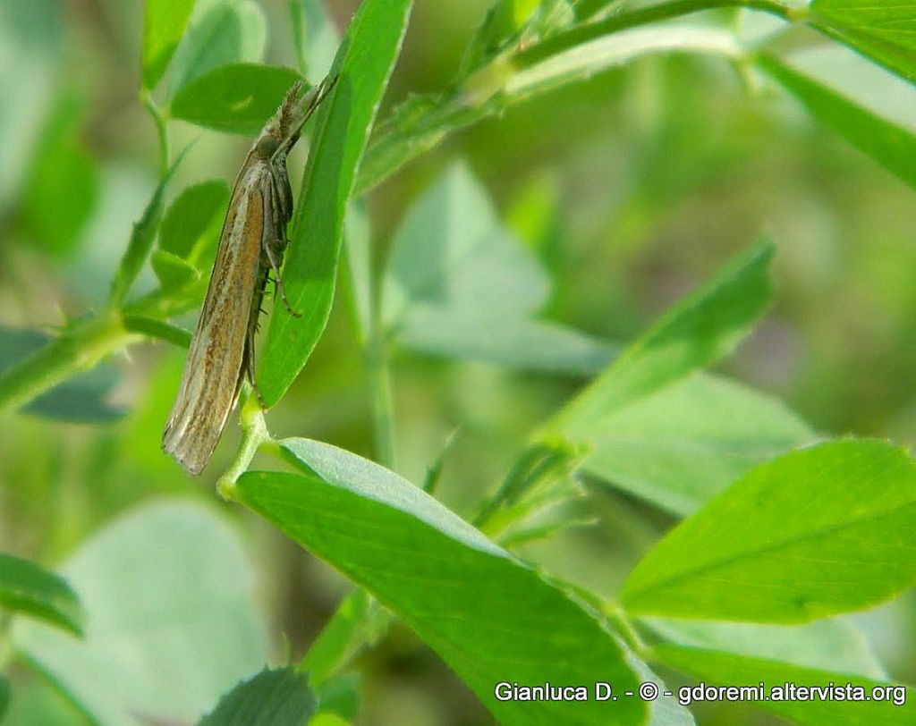 Agriphila ?