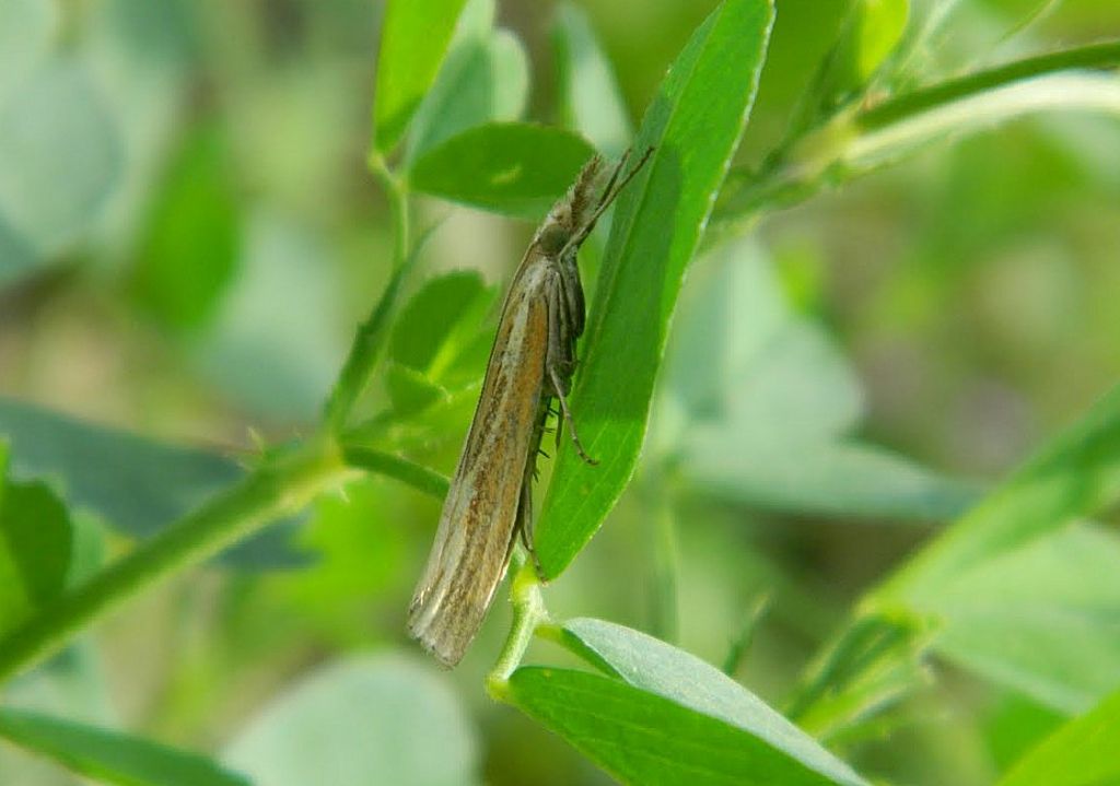 Agriphila ?