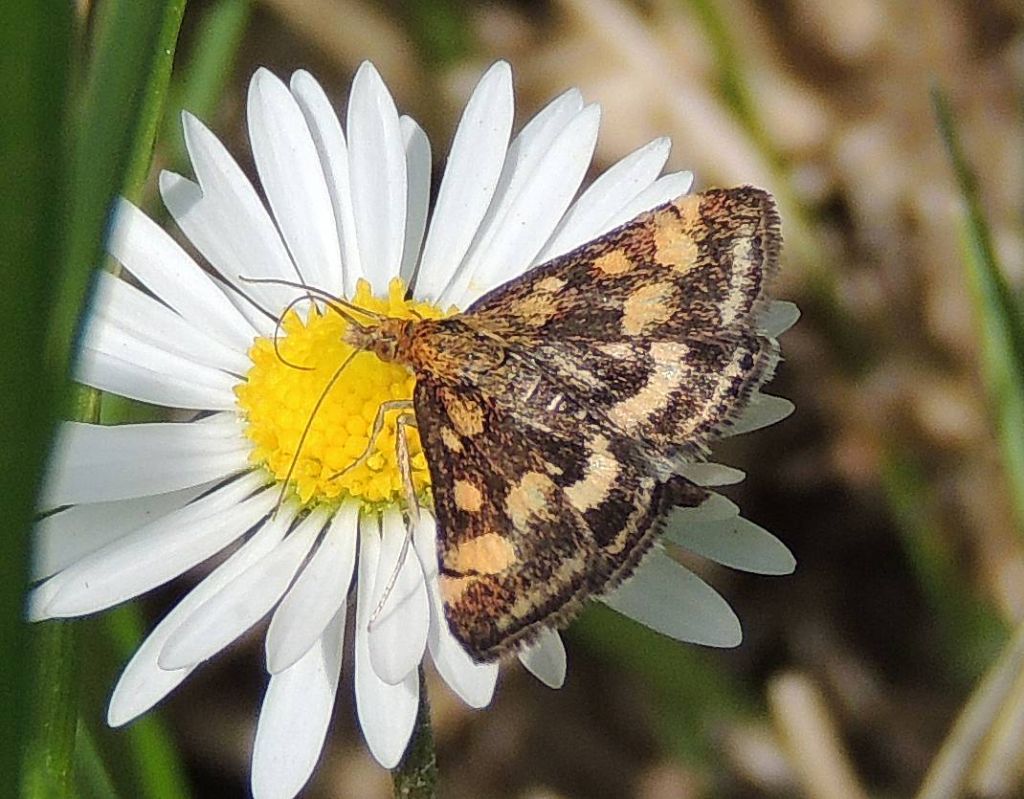 Colorazione Pyrausta purpuralis
