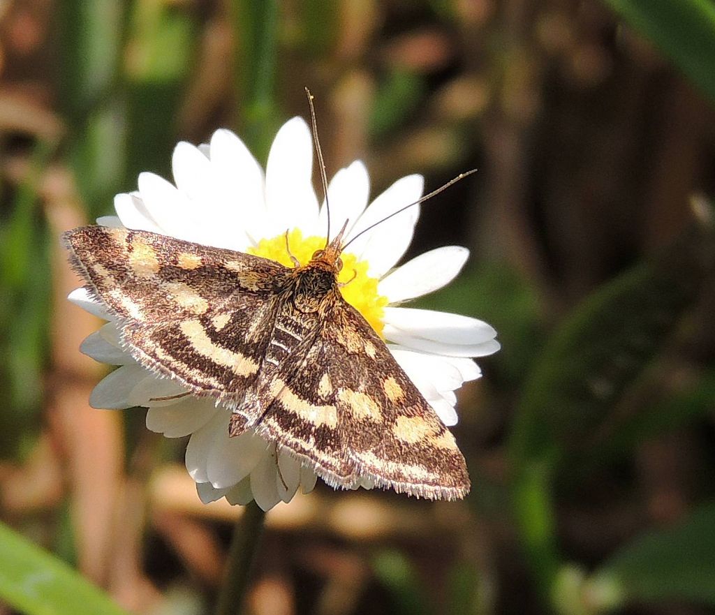 Colorazione Pyrausta purpuralis
