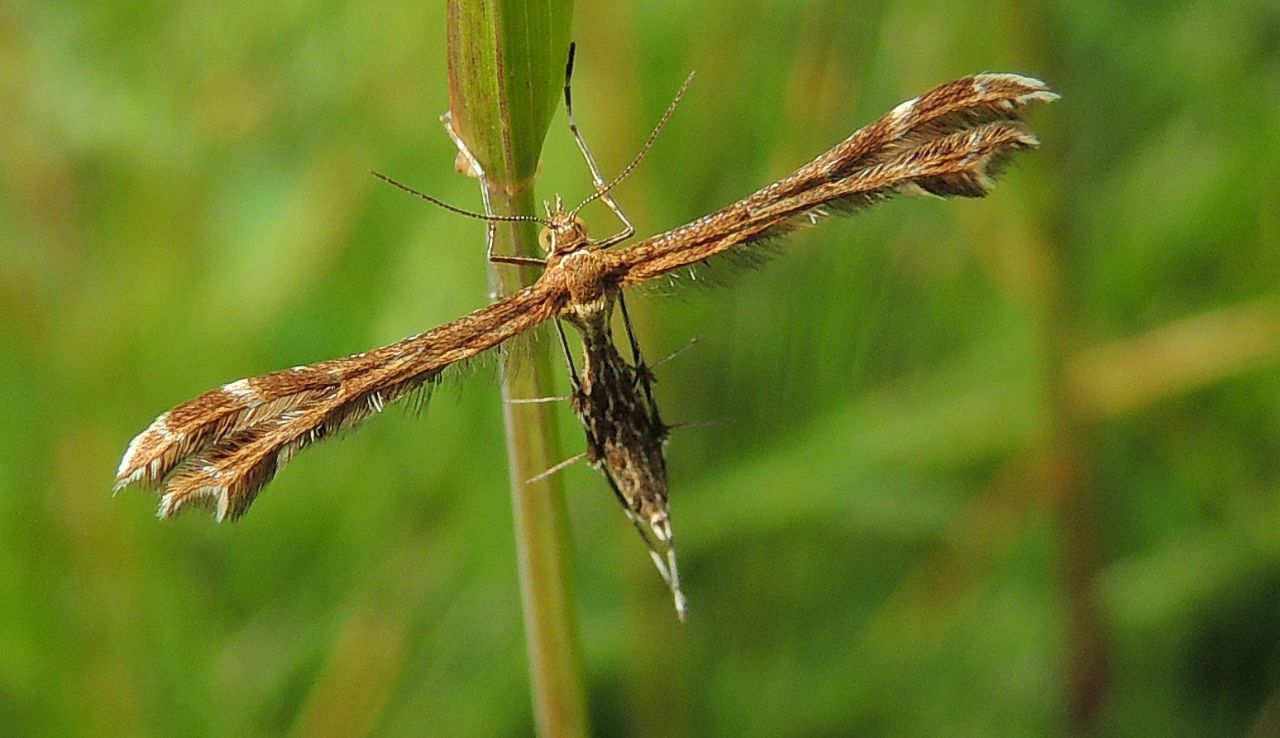 Identificazioni Pterophoride