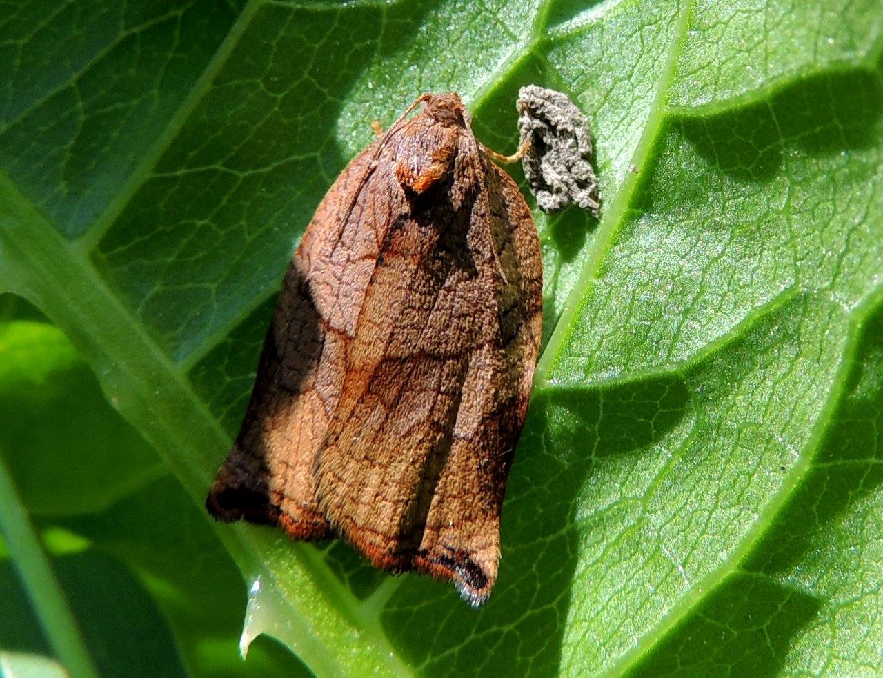 ID Falena