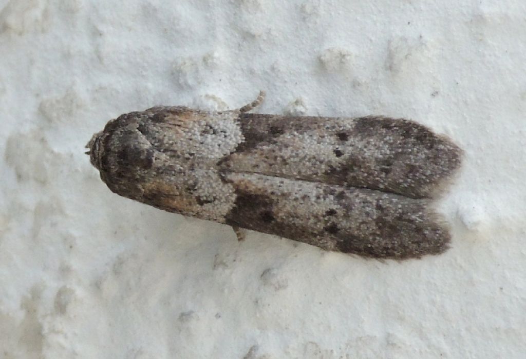 Blastobasis cfr.  glandulella (Blastobasidae)