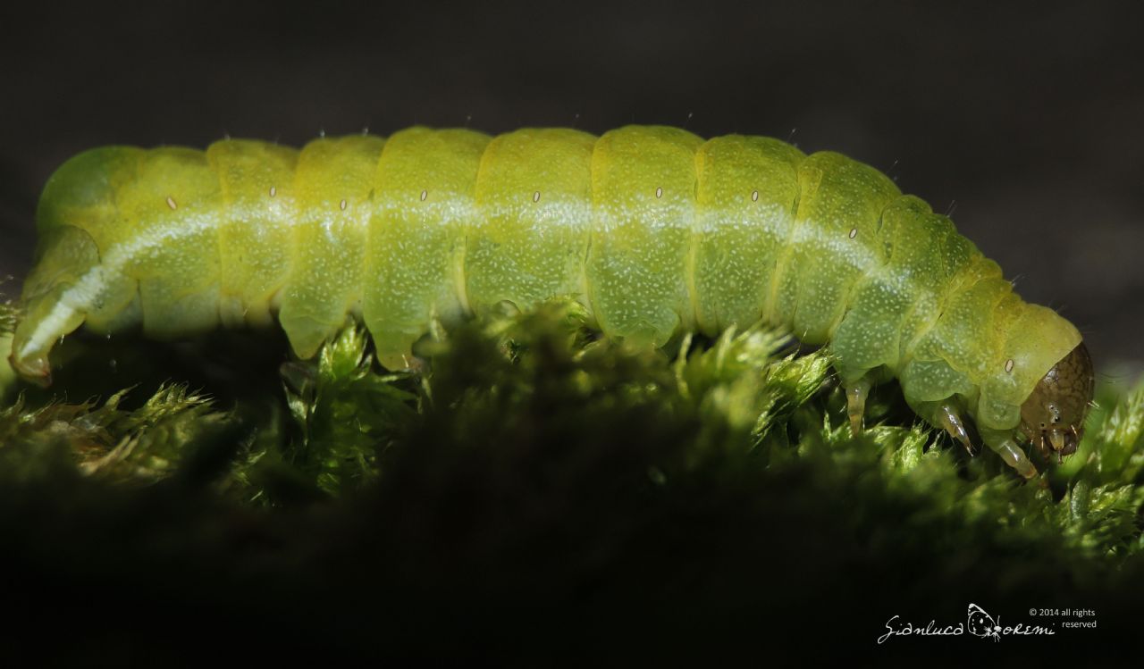 Richiesta conferma ID (Aporophyla lutulenta)