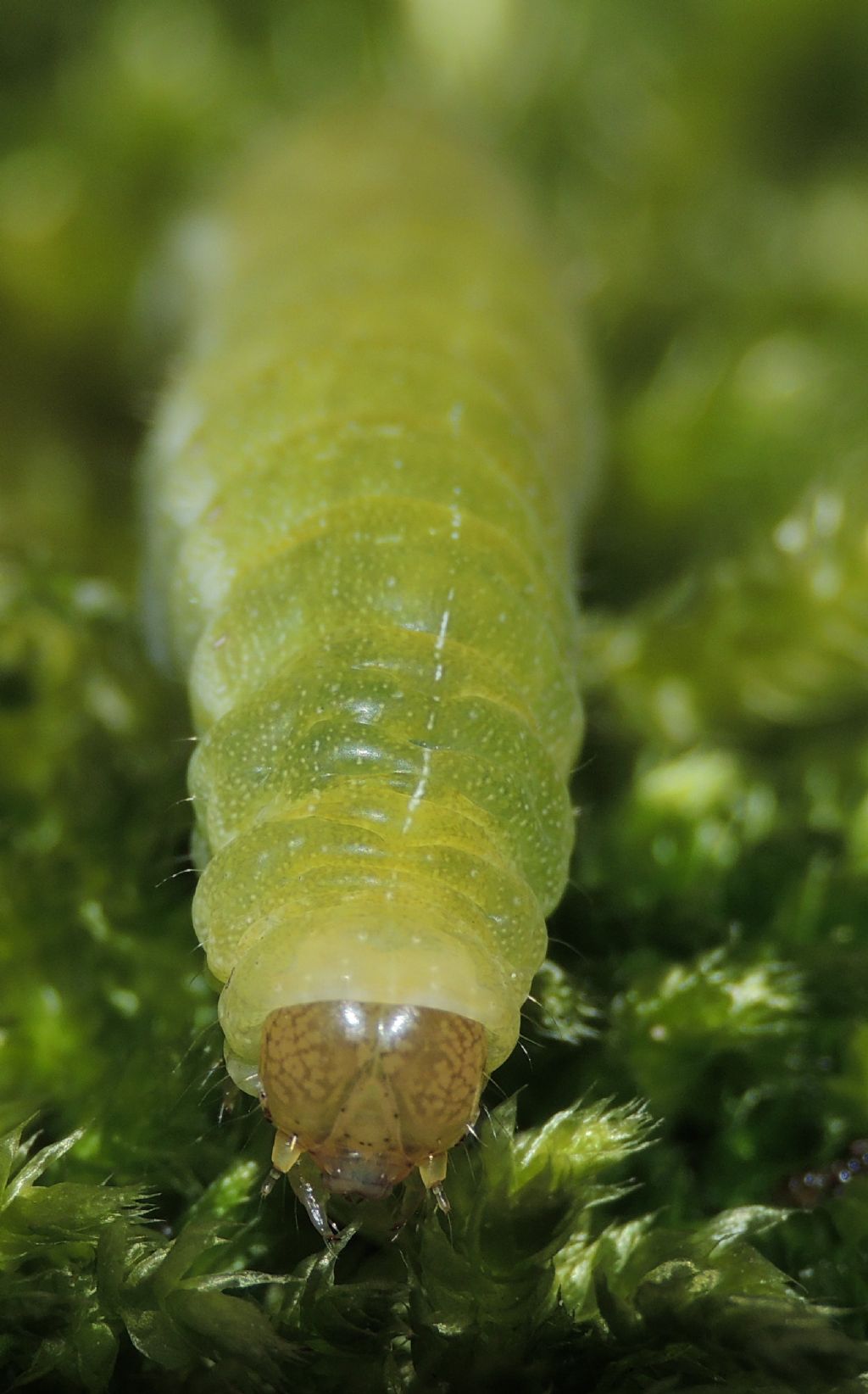 Richiesta conferma ID (Aporophyla lutulenta)