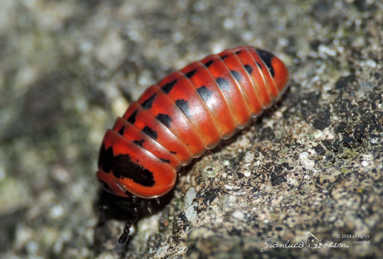 Glomeridae da determinare