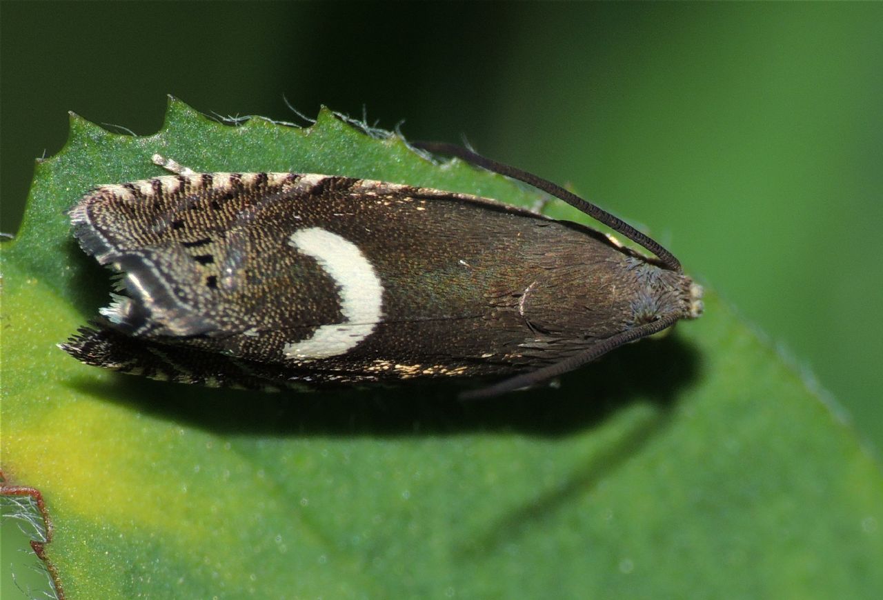 Grapholita lunulana...  Conferma ID