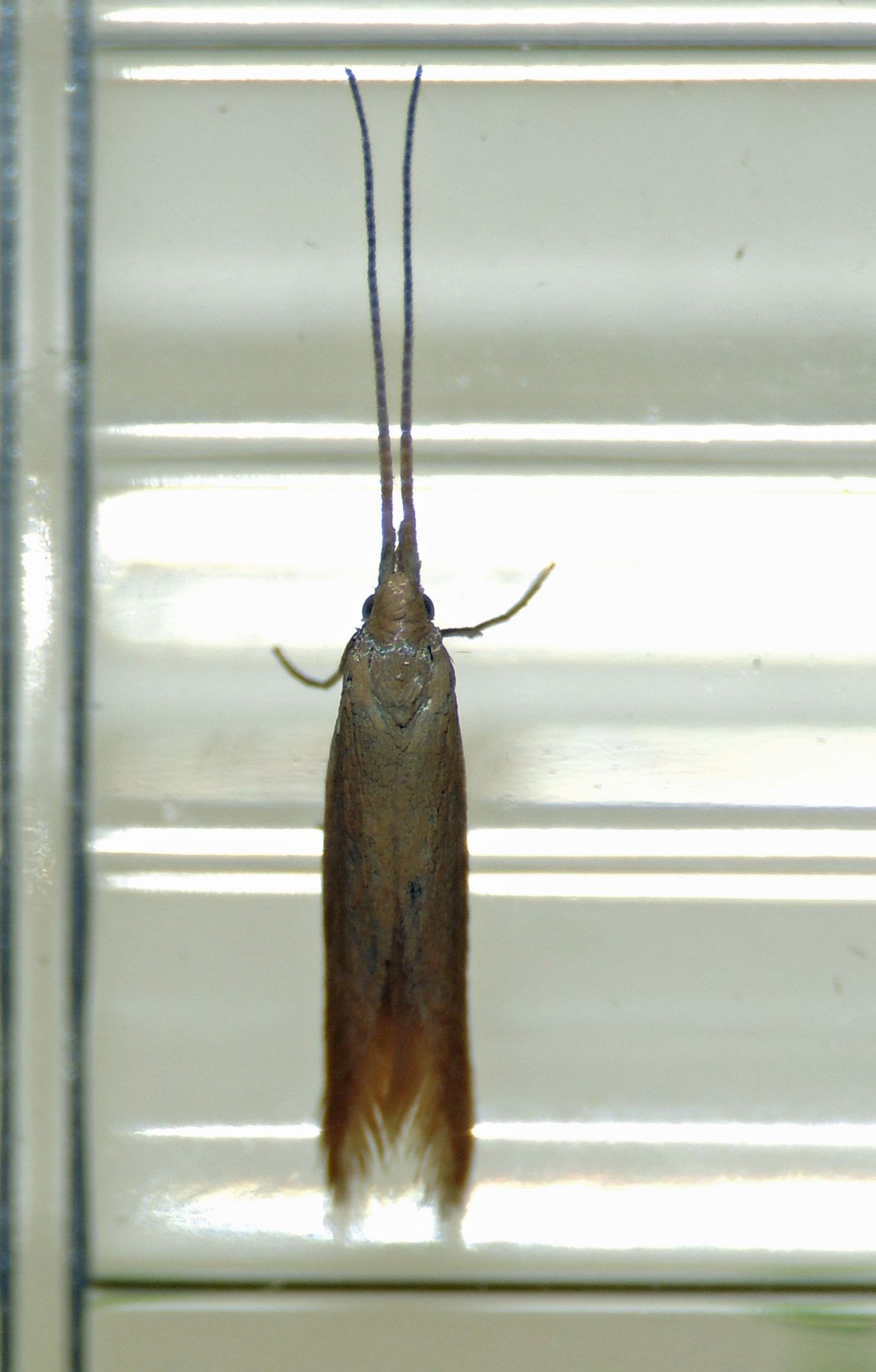 Richiesta ID Microlepidottero