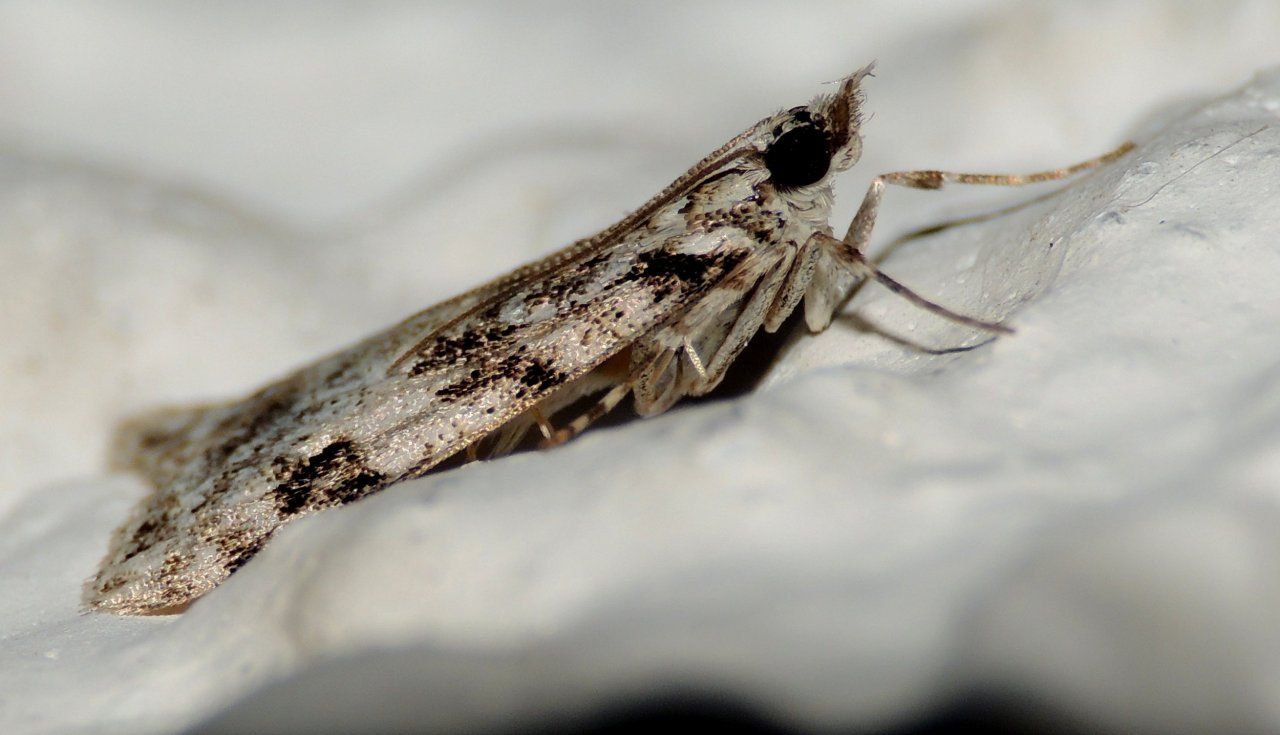 Eudonia cf delunella