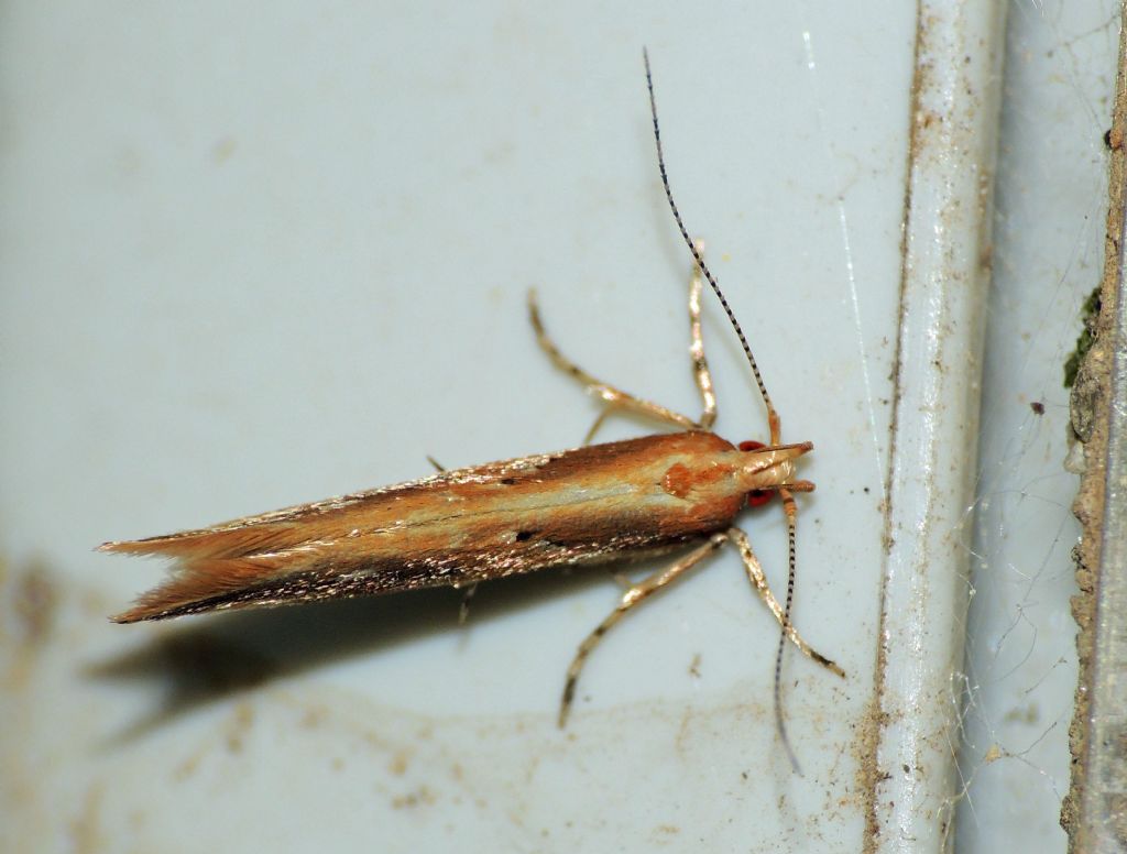 Pyroderces klimeschi (Cosmopterigidae)