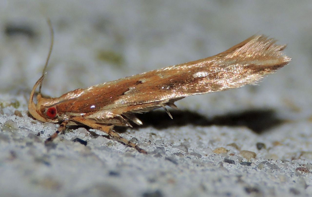 Pyroderces klimeschi (Cosmopterigidae)