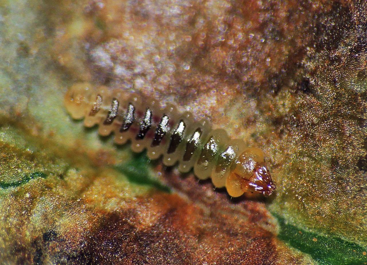 Cameraria ohridella