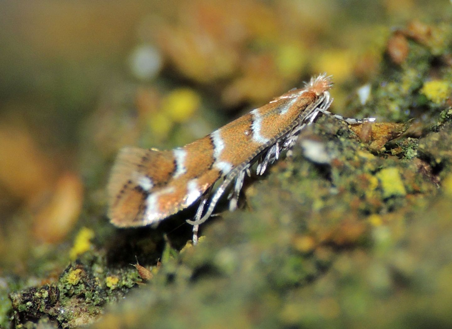 Cameraria ohridella