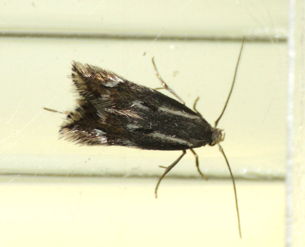 Gelechiidae  ?