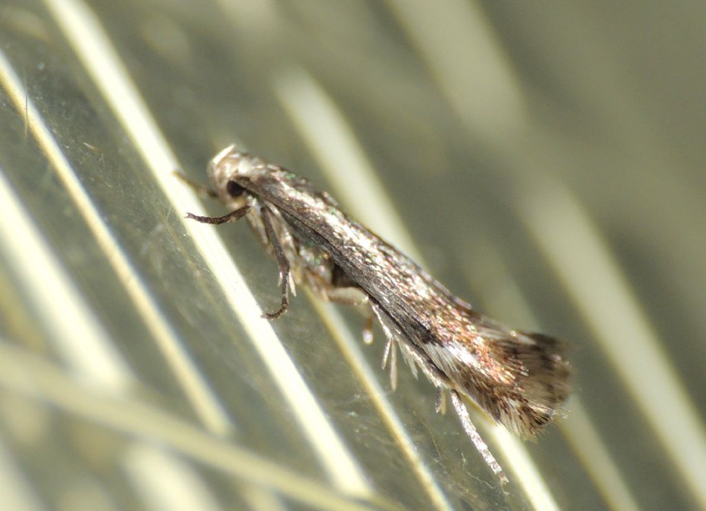 Gelechiidae  ?