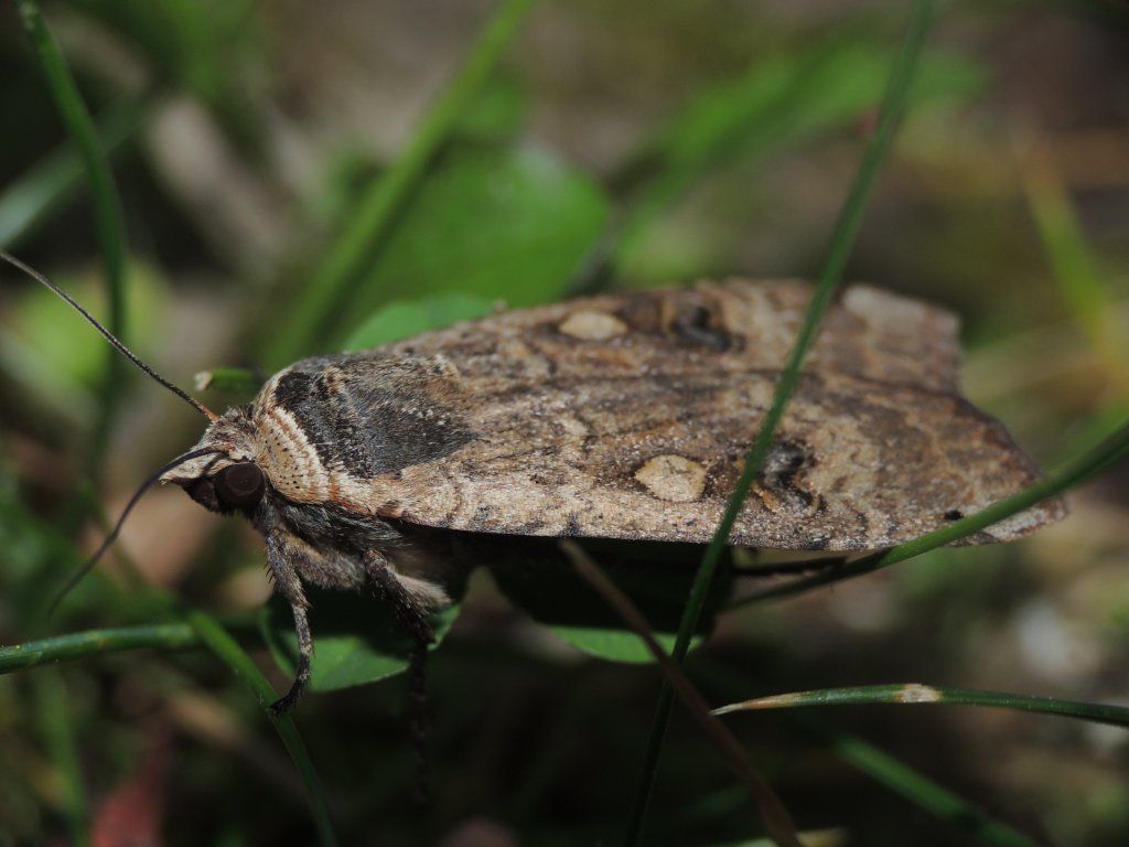 Noctuidae ?