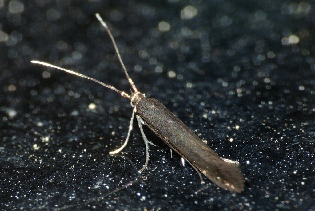 Falena da identificare 1