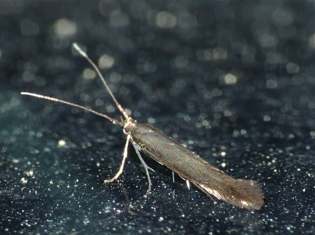 Falena da identificare 1