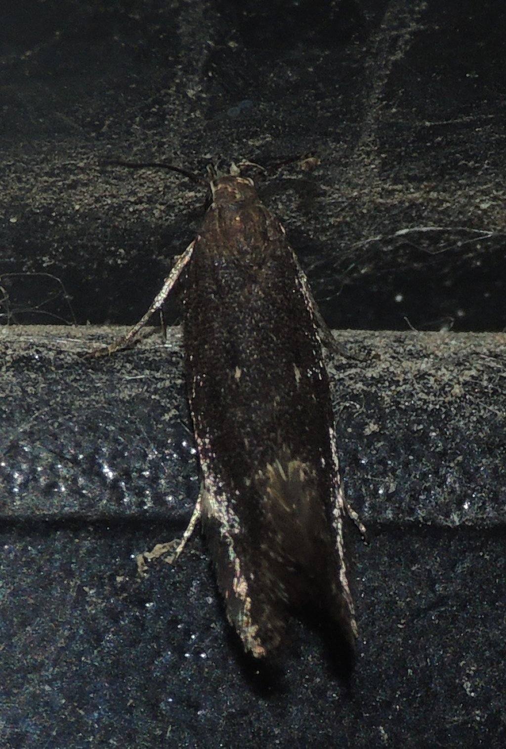 Falena da identificare 3