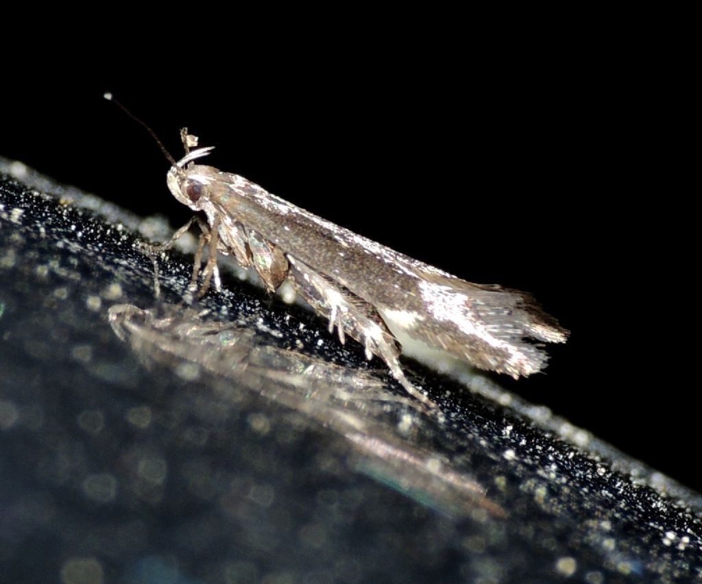 Falena da identificare 3