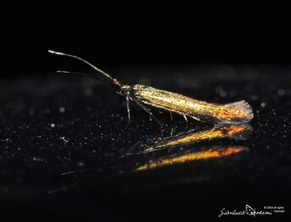 Falena da identificare 1
