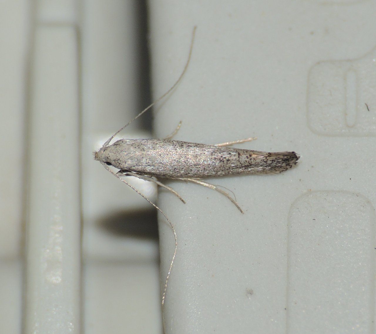 Richiesta ID Microlepidottero