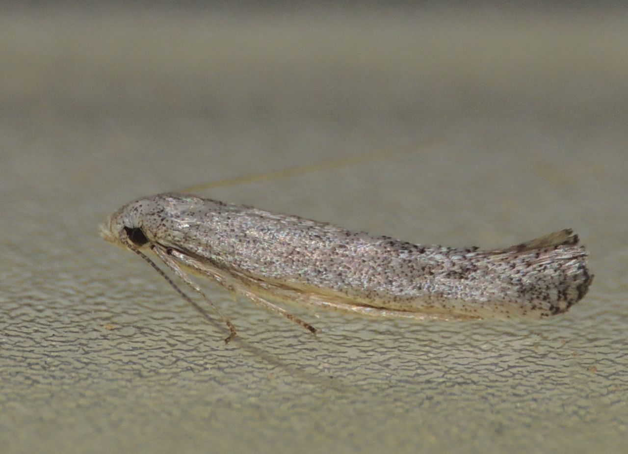 Richiesta ID Microlepidottero