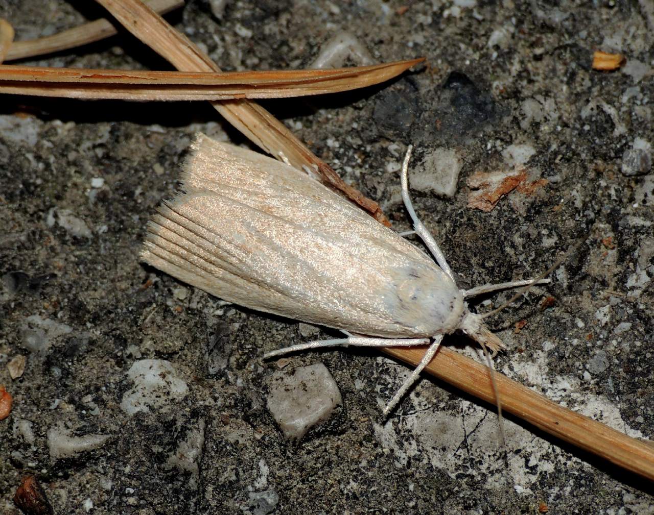 Crambus perlella ?