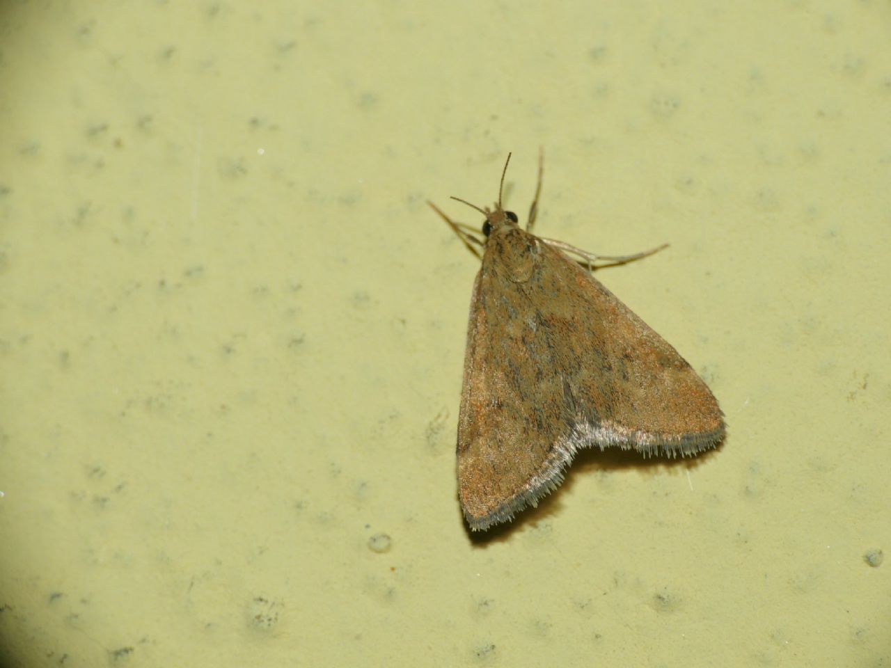 Pyrausta despicata ?